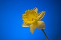 Single stem of a fresh spring Narcissus flower. Close up studio shot, isolated on blue background Royalty Free Stock Photo