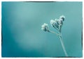 Frozen seed heads on a blue background.