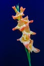 Single Stem of a Gladiolus Flower Royalty Free Stock Photo