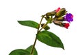 A single stem of a lungwort with an inflorescence of pink and purple flowers