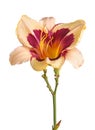 Single stem with daylily flower Royalty Free Stock Photo