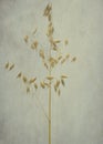 Single stem of oats on a textured background