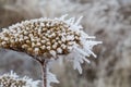Single stem of old dry yellow yarrow and hoarfrost