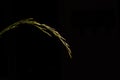 Ornamental grass isolated on black background Royalty Free Stock Photo