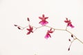 Single Stem of Pink Oncidium Orchid Flowers