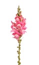 Single stem of pink shapdragon flowers