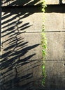A single stem of a viny plant hanging against a wall, its leaves casting long shadows on the wall