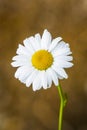 Single Stem White Daisy on a Earthy Background