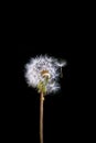 Single stem of white Dandelion flower close p shot macro isolated on black partially blown Royalty Free Stock Photo