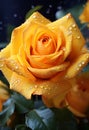 Single stem of yellow rose with waterdroplets Royalty Free Stock Photo