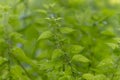 Stinging nettle plant in front of green blurred stinging nettle background Royalty Free Stock Photo