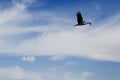 A single stork bird flies in high blue sky with beautiful clouds to nest with twigs in beak Royalty Free Stock Photo