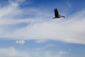 A single stork bird flies in high blue sky with beautiful clouds to nest with twigs in beak