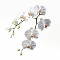 Real Orchid On White Background: Photorealistic Rendering With Graceful Curves