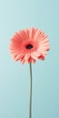 Minimalistic Mobile Wallpaper: Elegant Gerbera On Blurred Background