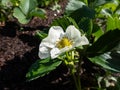 Single strawberry flower with detailed stamens arranged in a circle and surrounded by white petals