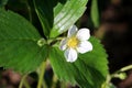 Single Strawberry or Garden strawberry plant with pure white flower surrounded with green leaves planted in local garden Royalty Free Stock Photo