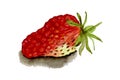 Single strawberry hand painted in watercolor Royalty Free Stock Photo