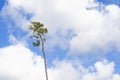 Single, striving pine tree against a blue and white summer sky.