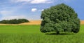 Single, strong tree in field, countryside, summer