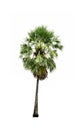 Single of Sugar palm tree isolated on white background. Royalty Free Stock Photo