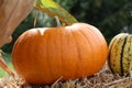 Single sugar pie pumpkin on hay Royalty Free Stock Photo