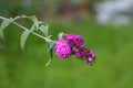 Single Summer lilac or Buddleia davidii plant with lilac to violet partially open flower in cluster pyramidal spike on green Royalty Free Stock Photo