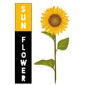 Single sun flower drawing with stem and leaves.