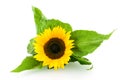 Single sunflower Royalty Free Stock Photo