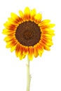 Single sunflower