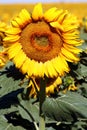 Single sunflower