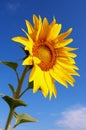 Single sunflower