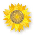 Single sunflower