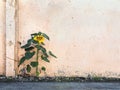 Single sunflower on the background of a concrete wall Royalty Free Stock Photo