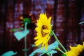 Single sunflower and bee