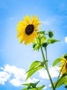 Single sunflower behind grid Royalty Free Stock Photo