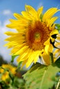 Single Sunflower is Big yellow flower in the field at Khao Jeen Lae Sunflower Feild Lopburi Thailand - Closeup - yellow nature gar Royalty Free Stock Photo