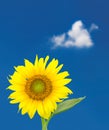 Single sunflower blossom against blue sky