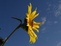 Single Sunflower on a blue Sky Background Royalty Free Stock Photo