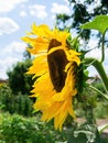 single sunflower blue sky background