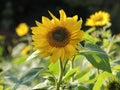 Single Sunflower Close-Up