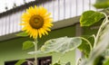 Single sunflower Royalty Free Stock Photo