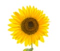 One sunflower closeup. isolated on white background Royalty Free Stock Photo