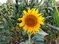 Single sunflower in a corn field Royalty Free Stock Photo