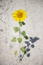 Single sunflower in dirt.