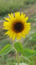 Single Sunflower in the field Royalty Free Stock Photo