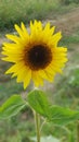 Single Sunflower in the field Royalty Free Stock Photo