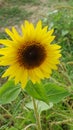 Single Sunflower in the field Royalty Free Stock Photo