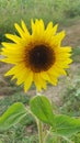 Single Sunflower in the field Royalty Free Stock Photo