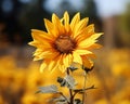 a single sunflower in a field of yellow flowers